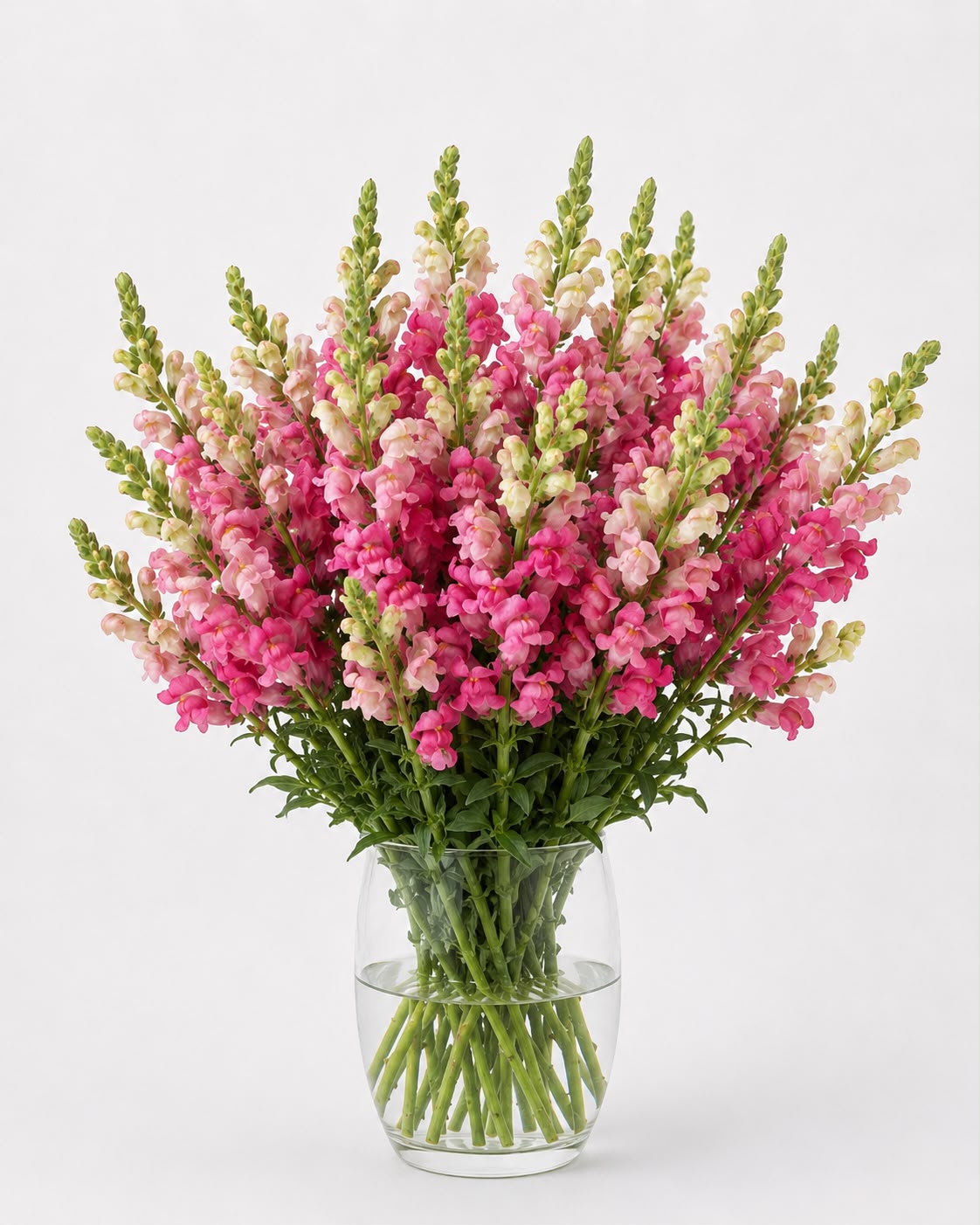 BUNGA SNAPDRAGON